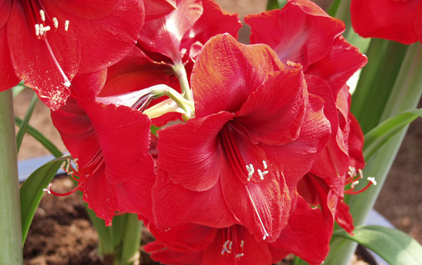 Amaryllis in decoratiunile de nunta